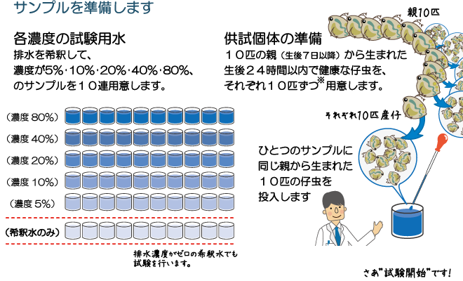 ミジンコを使った試験方法4ページ/6ページ